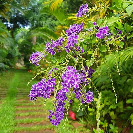 Villa Nissa เสียมราฐ ภายนอก รูปภาพ