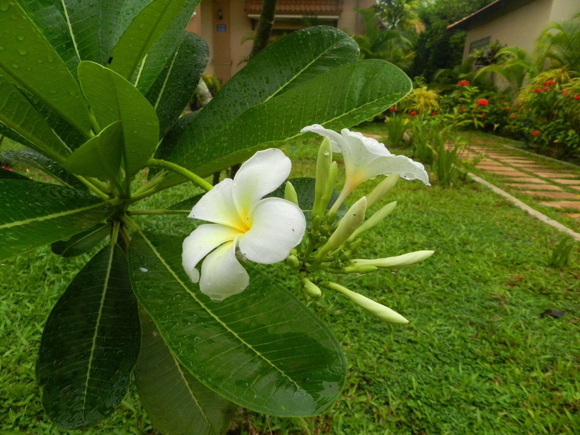 Villa Nissa เสียมราฐ ภายนอก รูปภาพ